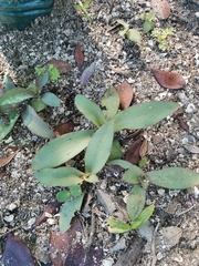 Tradescantia pallida
