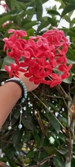 Ixora coccinea