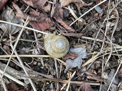 Euhadra congenita