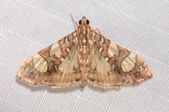 Glyphodes sibillalis
