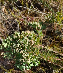 Euphorbia genistoides