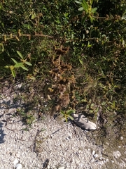 Ambrosia ambrosioides