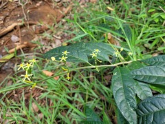 Matelea graciliflora