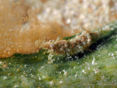 Leander tenuicornis