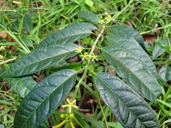 Matelea graciliflora