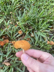 Marasmius vagus