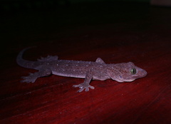 Gekko albofasciolatus