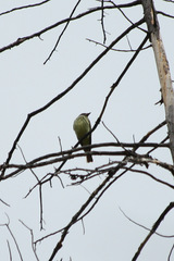 Myiodynastes luteiventris