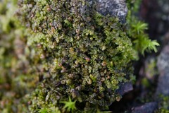Frullania dilatata