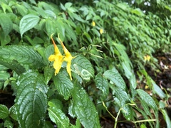 Impatiens longiloba