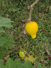 Solanum mammosum