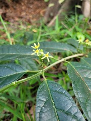 Matelea graciliflora