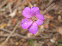 Geranium santanderiense