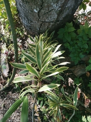 Dracaena reflexa