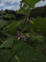 Solanum mammosum