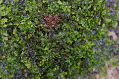 Frullania dilatata