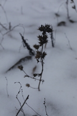 Galeopsis ladanum