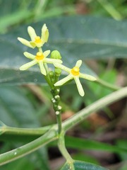 Matelea graciliflora