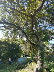 Ficus cotinifolia