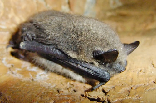 Brandt's Myotis