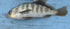 Larimus fasciatus