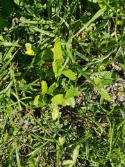 Malvastrum coromandelianum