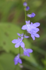 Lobelia gattingeri