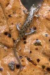 Desmognathus santeetlah