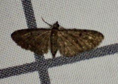 Eupithecia tripunctaria