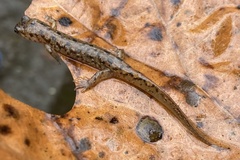Desmognathus santeetlah