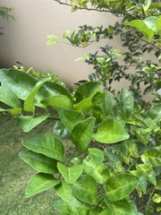 Citrus