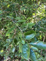 Suregada zanzibariensis