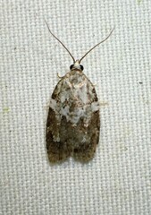 Acleris variana