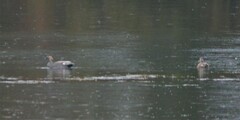 Mareca strepera