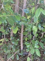 Suregada zanzibariensis