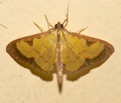 Goniorhynchus hampsoni