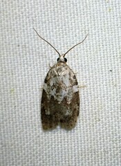 Acleris variana