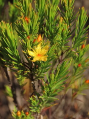Hypericum juniperinum