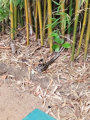 Hydropsalis torquata