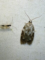 Acleris variana