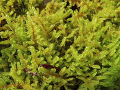 Hypnum amabile