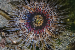 Anthopleura artemisia