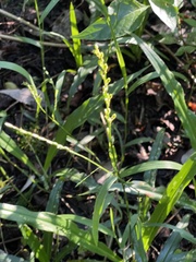 Chlorophytum comosum