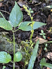 Chlorophytum comosum