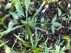 Chlorophytum comosum