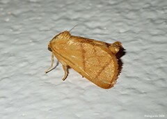 Apoda y-inversa