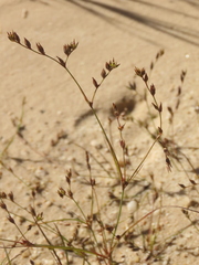 Juncus bufonius