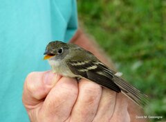 Empidonax