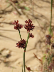 Juncus microcephalus