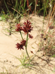 Juncus microcephalus